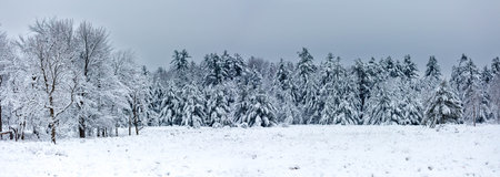 Snow covered pine and hardwood trees in Wisconsin, panoramaの写真素材