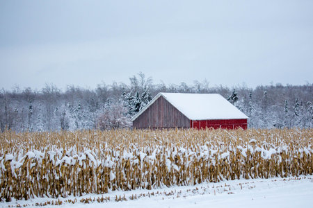 Red barn next to a cornfield after a Wisconsin snow storm in December, horizontalの写真素材
