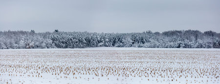 Snow covered harvested cornfield after a snowstorm in Wisconsin, panoramaの写真素材