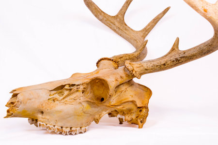 Side view of a skull from a white-taild deer buck in Wisconsin, horizontalの写真素材