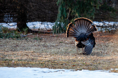 Male wild eastern turkey (Meleagris gallopavo) displaying and strutting with tail feathers in fan position, horizontalの写真素材