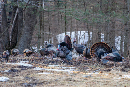 Two male wild eastern turkeys (Meleagris gallopavo) displaying and strutting in front of hens, horizontalの写真素材