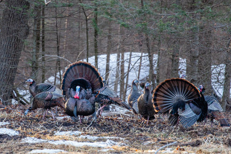 Two male wild eastern turkeys (Meleagris gallopavo) displaying and strutting in front of hens, horizontalの写真素材