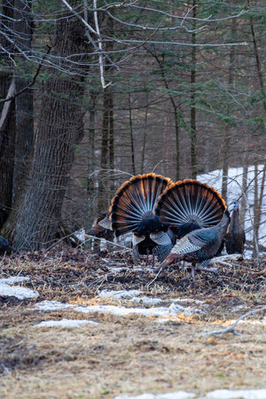 Two male wild eastern turkeys (Meleagris gallopavo) displaying and strutting in front of hens, verticalの写真素材