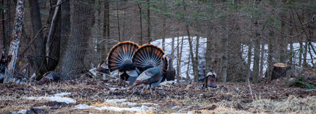 Two male wild eastern turkeys (Meleagris gallopavo) displaying and strutting in front of hens, panoramaの写真素材