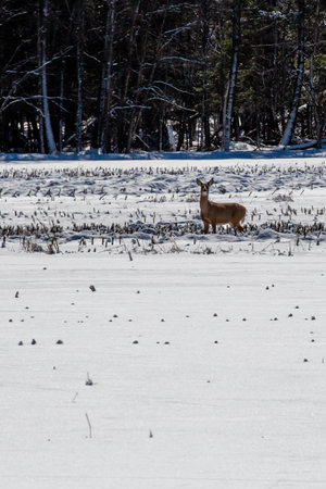 Wite-tailed deer (Odocoileus virginianus) standing in a Wisconsin cornfield, verticalの写真素材