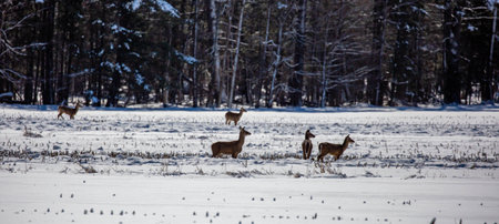 Wite-tailed deer (Odocoileus virginianus) standing in a Wisconsin cornfield, panoramaの写真素材
