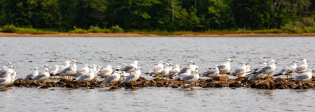 Ring-billed Gulls standing on a rock pile in Lake Nokomis, Wisconsin, panoramaの写真素材