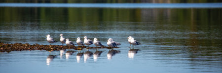 Ring-billed Gulls standing on a rock pile in Lake Nokomis, Wisconsin, panoramaの写真素材