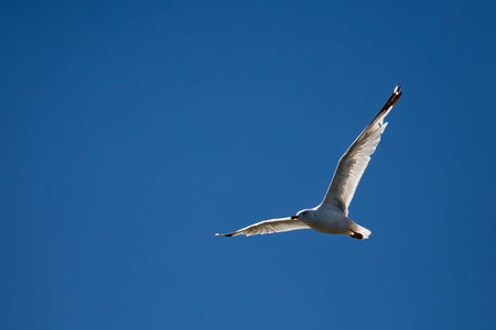 Ring-billed Gull flying under a blue sky with copy space, horizontalの写真素材