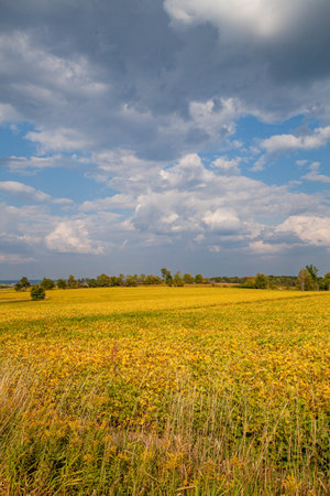 Wisconsin soybean field turning yellow in September, verticalの写真素材