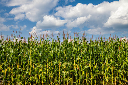 Wisconsin cornfield with white clouds and a blue sky in September, horizontalの写真素材