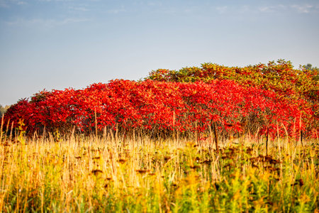Wisconsin stag horn sumac bush in September, horizontalの写真素材