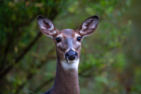 Close up of a White-tailed doe deer (odocoileus virginianus) in Wisconsin, horizontalの写真素材