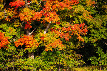 Wisconsin Maple tree turning red at the end of summer, horizontalの写真素材