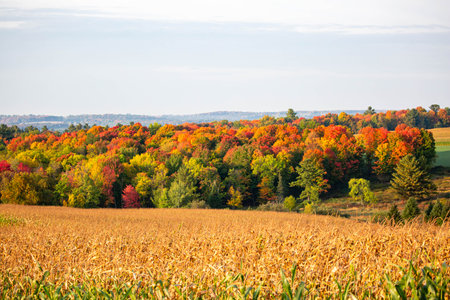 Colorful Wisconsin forest next to farmland in September, horizontalの写真素材