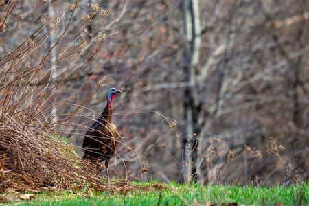 Wild eastern turkey female (Meleagris gallopavo) walking through brush in Wisconsin, horizontal