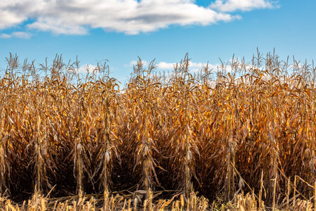 Tall Wisconsin corn stocks ready for harvest, horizontal