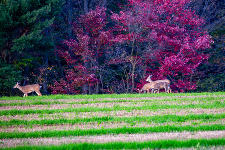 White-tailed deer (odocoileus virginianus) eating on farm land, horizontalの写真素材