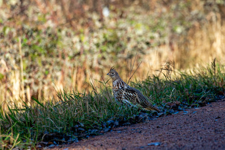 Ruffed Grouse (Bonasa umbellus) on the side of a gravel road, horizontal