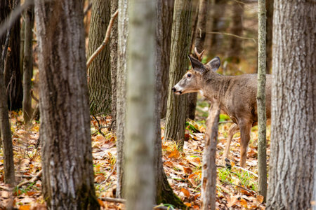 White-tailed deer buck (odocoileus virginianus) standing in a Wisconsin forest during the rut,...