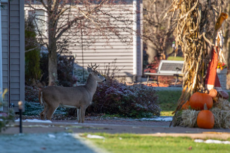 White-tailed deer buck (odocoileus virginianus) standing in a front yard of a home in centeral Wisconsin during the rut, horizontalの写真素材