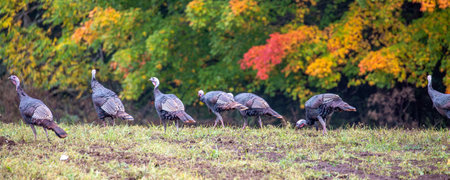 Wild eastern turkeys (Meleagris gallopavo) with autumn colors in the background, panoramaの写真素材