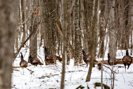 Eastern wild turkey (Meleagris gallopavo) in a flock walking through a snow covered forest, horizontalの写真素材