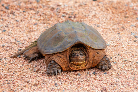 Snapping Turtle (Chelydra serpentina) on a gravel road, horizontal