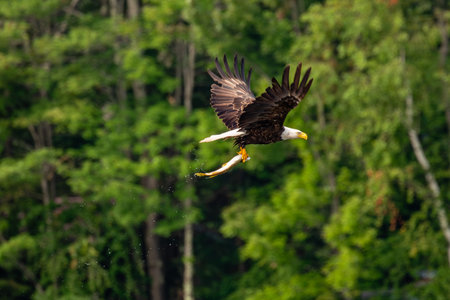 Bald Eagle (Haliaeetus leucocephalus) adult, flying with a fish in its talons, horizontal