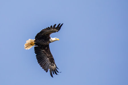Bald Eagle (Haliaeetus leucocephalus) adult, flying in a blue sky with copy space, horizontal