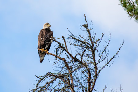Bald Eagle (Haliaeetus leucocephalus) immature, in dead tree with a blue sky, horizontal