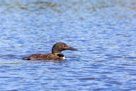 Common loon (Gavia immer) adult on Lake Nokomis in Wisconsin, horizontalの写真素材