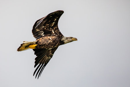 Bald Eagle (Haliaeetus leucocephalus) immature, in flight with copy space, horizontal