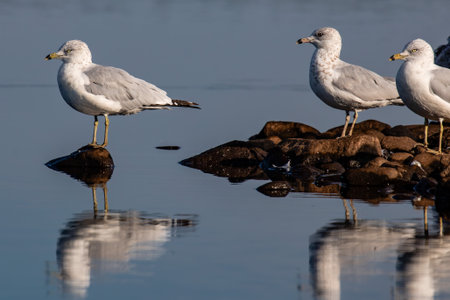 Ring-billed Gull (Larus delawarensis) on a small rock pile in the middle of a lake, horizontal