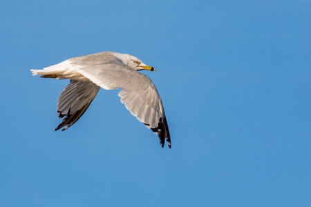 Ring-billed Gull (Larus delawarensis) flying in a blue sky with copy space, horizontal