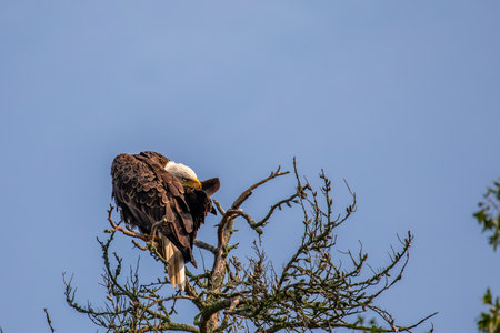 Bald Eagle (Haliaeetus leucocephalus) young adult, perched in a dead tree preening, with copy space,...