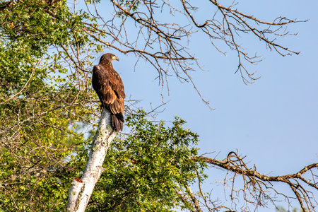 Bald Eagle (Haliaeetus leucocephalus) juvenile, perched in a dead tree, horizontalの写真素材