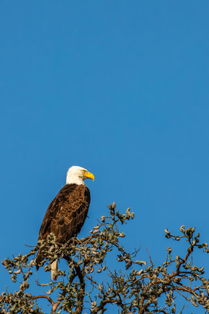 Bald Eagle (Haliaeetus leucocephalus) adult, perched in a Wisconsin dead tree with copy space,...