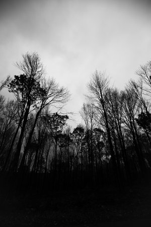 Silhouette of bare trees in October in black and white, verticalの写真素材
