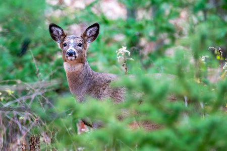 Young female white-tailed deer (Odocoileus virginianus) in a Wisconsin forest, horizontalの写真素材
