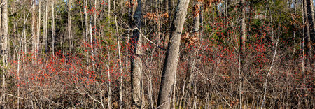 Winterberry (Ilex verticillata) in a Wisconsin forest with a blue sky, panorama