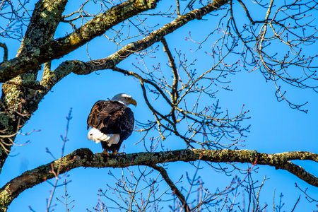 Adult bald eagle (Haliaeetus leucocephalus) in a tree with a blue sky, horizontal