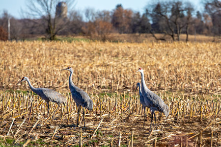 Sandhill cranes (Grus canadensis) standing in a Wisconsin cornfield in November during the migration south, horizontalの写真素材