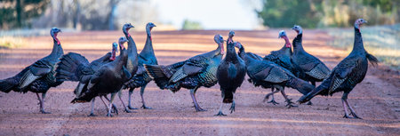 Eastern wild turkey (Meleagris gallopavo) strutting on a Wisconsin gravel road in autumn, panoramaの写真素材