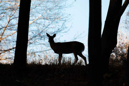 Silhouette of a white-tailed deer (Odocoileus virginianus) in a Wisconsin field during November, horizontalの写真素材