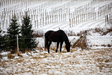 Black horse in a Wisconsin pasture next to a ginseng field, horizontalの写真素材