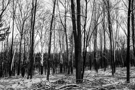 Wisconsin forest with snow early in the morning in black and white, horizontal