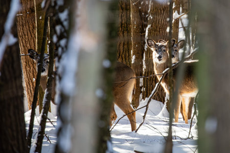 White-tailed deer (Odocoileus virginianus) with snow on their face from eating on the ground, horizontalの写真素材