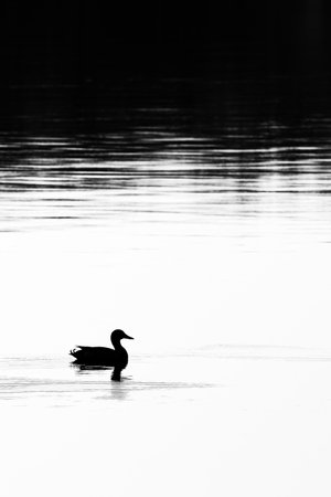 Silhouette of a mallard duck floating on a calm lake with copy space, verticalの写真素材